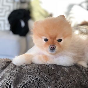 Meet your Posher, Phillip